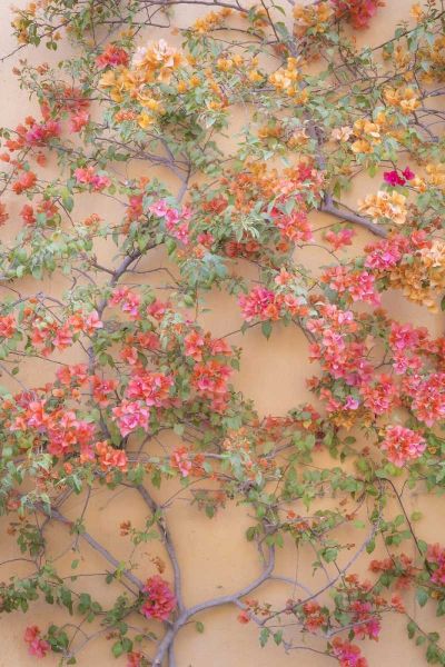 Mexico Bougainvillea growing on wall